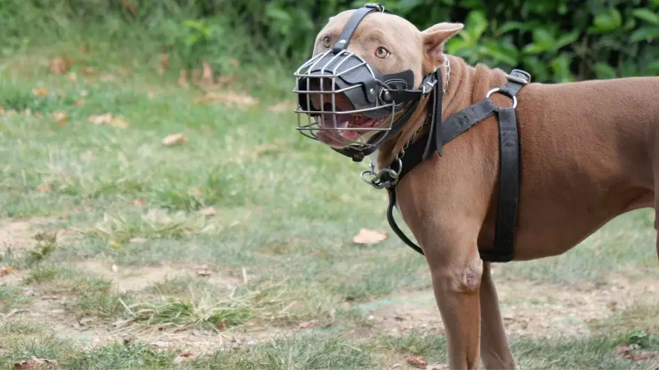 Un dogo argentino con bozal, mostrando su fuerza. Precaución: un dogo argentino es peligroso si no se maneja adecuadamente.