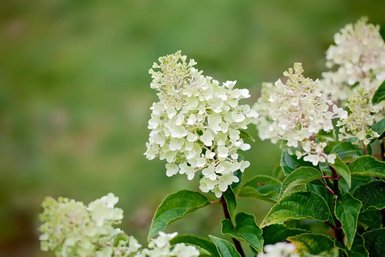 Vackra, ljusa klasar av **hydrangea paniculata** blommar i sommargr&ouml;nskan.