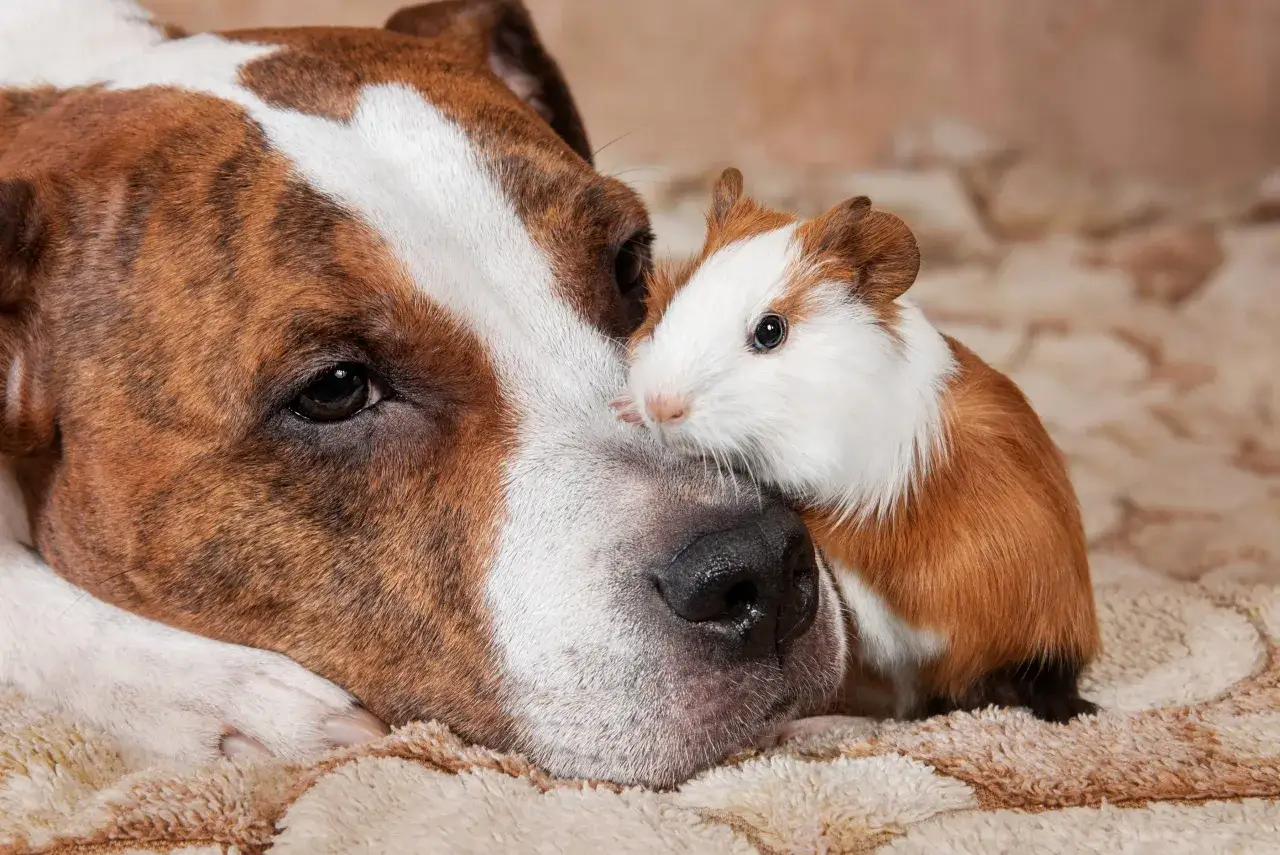 Un adorable chien cochon, un cochon d'Inde, se blottit contre le museau d'un grand chien.