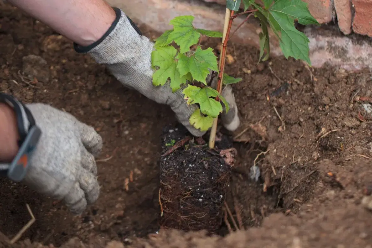 Mains gantées pour planter une jeune vigne dans la terre. Les racines sont visibles, prêtes à s'enraciner.