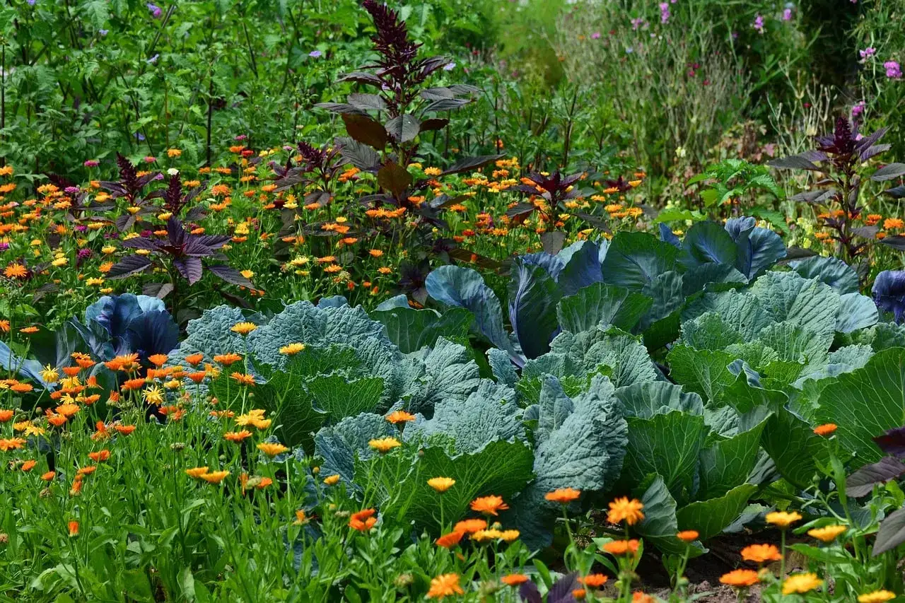 Ein üppiger Garten mit Kohl, leuchtenden Ringelblumen und dunklem Amarant. Hier sieht man, was man im Juli pflanzen kann, um eine bunte und ertragreiche Ernte zu erzielen.