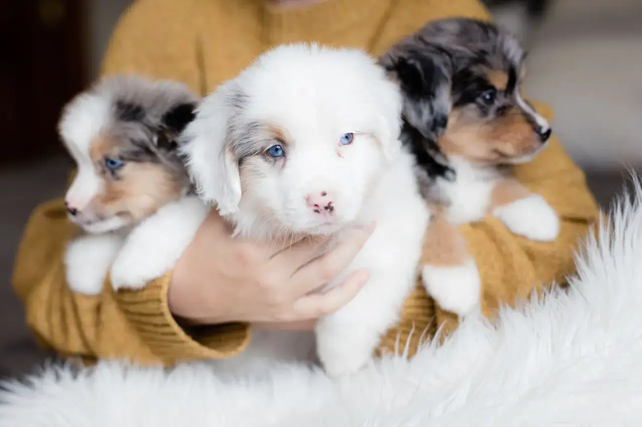 Drei s&uuml;&szlig;e Berner Aussie Mix Welpen mit blauen Augen kuscheln in einer gelben Strickjacke.