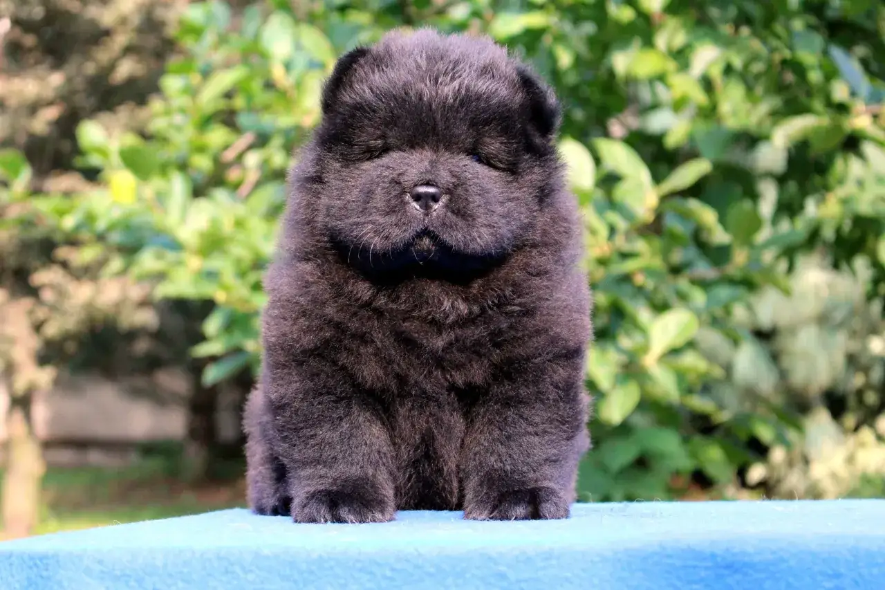 Czarny, puszysty szczeniak chow chow, jak mały tygrys, siedzi na niebieskim tle.