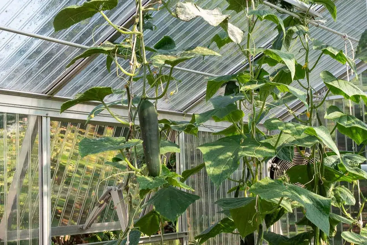 Reife Gurken ranken im Gewächshaus. Tomaten und Gurken zusammen pflanzen ist eine gute Idee für den Garten.