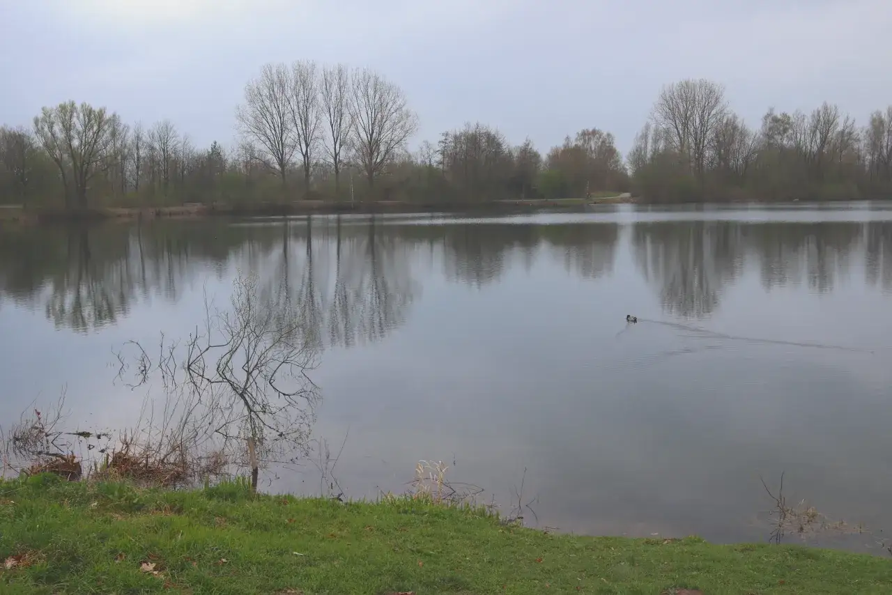 Ein ruhiger See in der Dedinge Heide, mit Bäumen am Ufer und einer Ente, die friedlich schwimmt.
