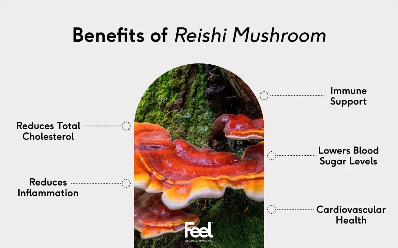 Reishi na co? Grzyby reishi wspierają odporność, obniżają cholesterol i cukier, redukują stany zapalne oraz dbają o zdrowie serca.