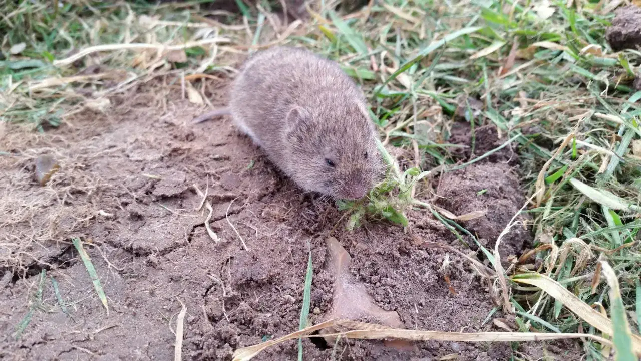 Mała nornica w ogrodzie chrupie zielony pęd.