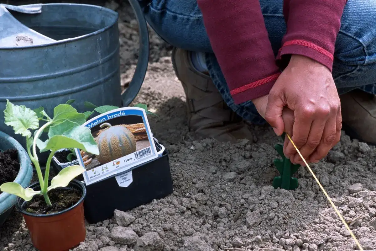 Main tenant une ficelle pour guider la plantation de melons. Une jeune pousse de melon est visible à côté d'un paquet de graines.