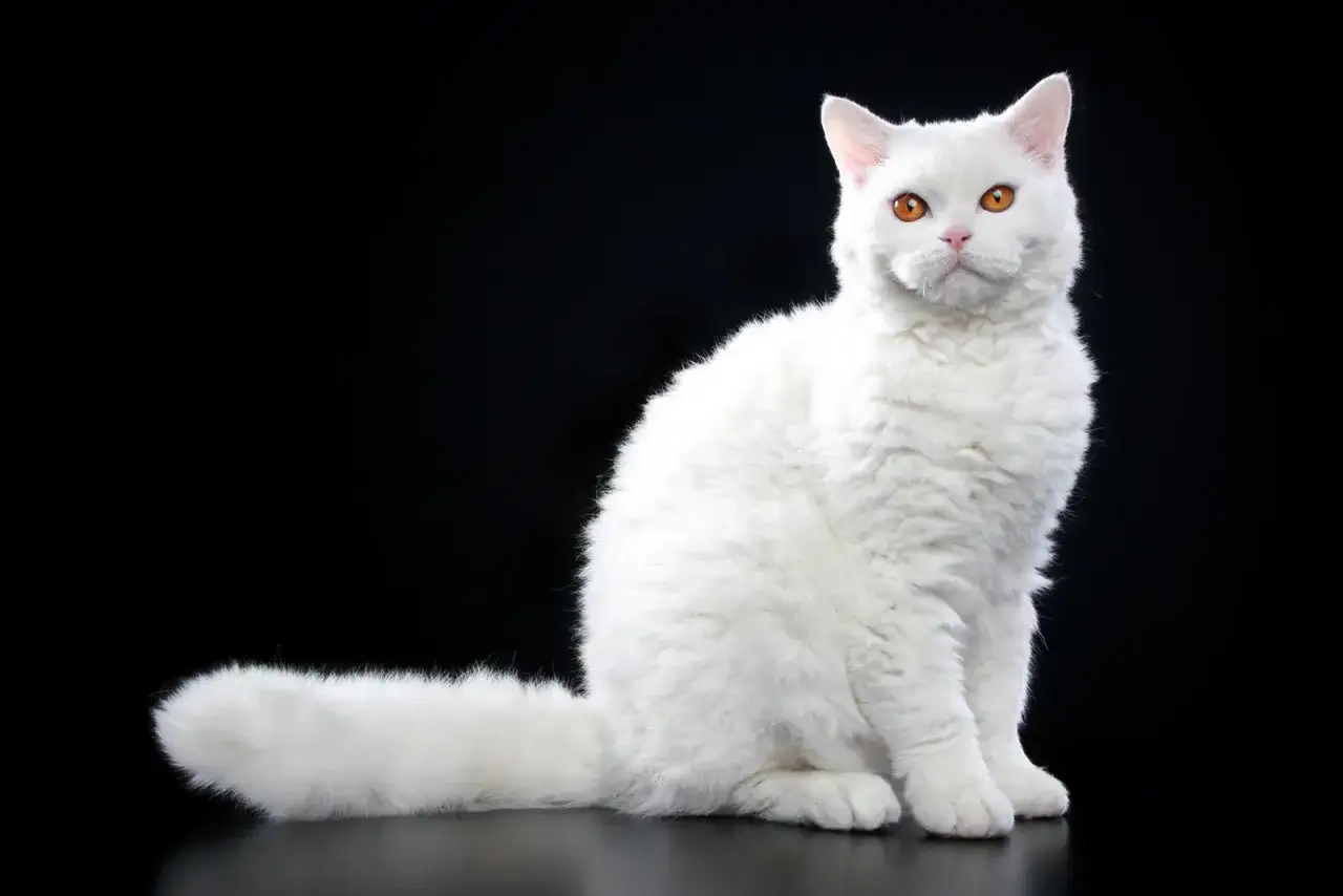 En vit cornish rex med orange &ouml;gon sitter p&aring; en svart bakgrund. Dess v&aring;giga p&auml;ls ser mjuk ut.