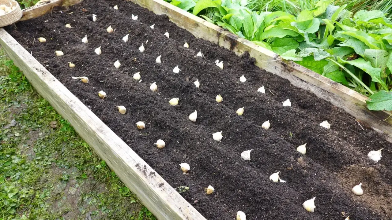 Des gousses d'ail pr&ecirc;tes &agrave; &ecirc;tre plant&eacute;es dans un potager en bois. L'ail est dispos&eacute; en rang&eacute;es r&eacute;guli&egrave;res dans la terre sombre, promettant une future r&eacute;colte.