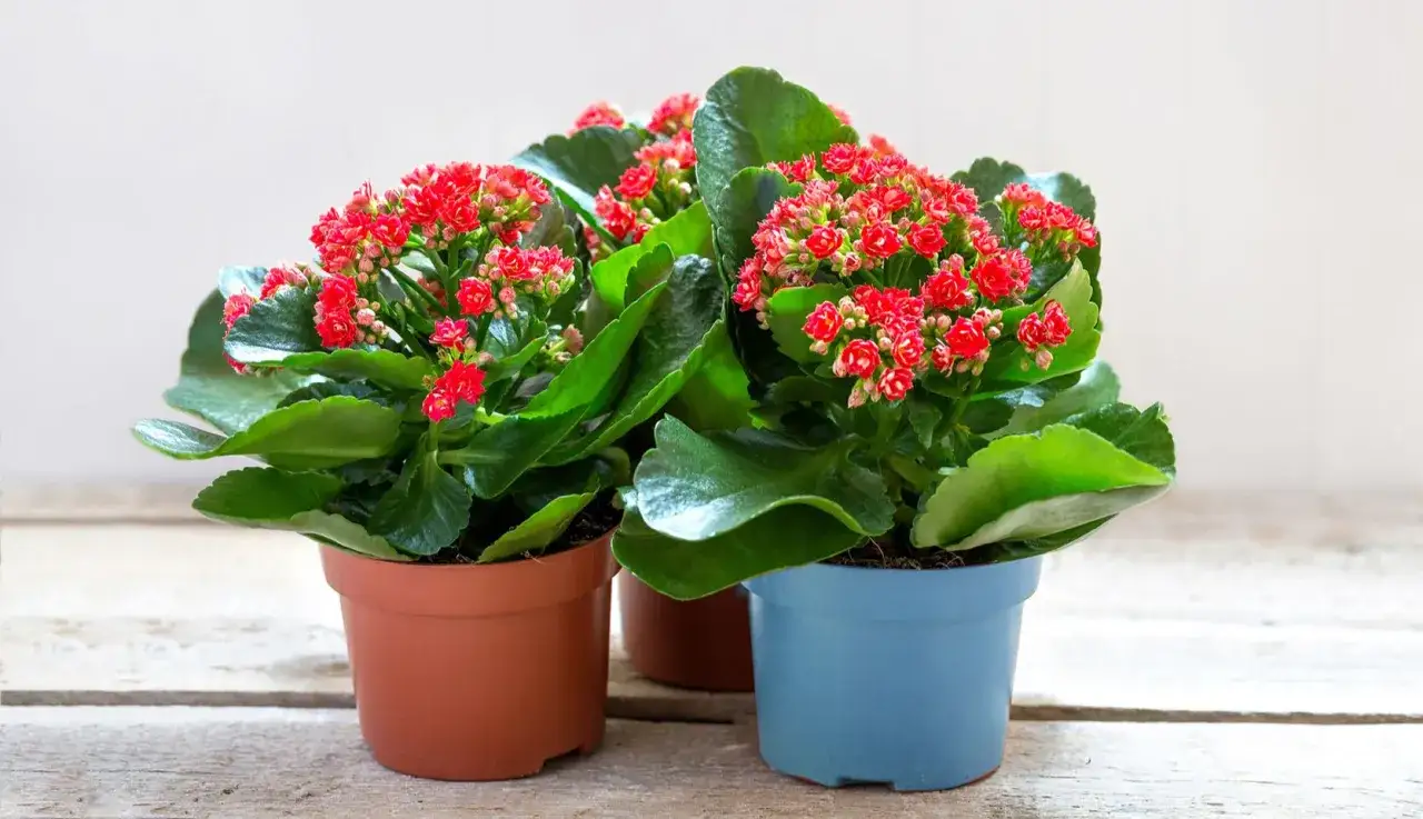 Trois kalanchoés en pot, aux fleurs rouges éclatantes et aux feuilles vertes charnues. Un guide simple pour le kalanchoe entretien.