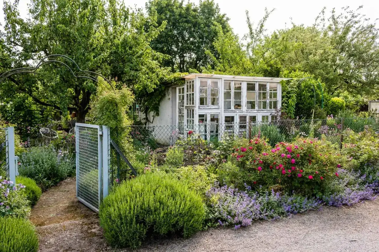 Ein idyllischer Schrebergarten mit blühenden Rosen, Lavendel und einem charmanten Gewächshaus. Tolle Schrebergarten Ideen für Naturliebhaber.