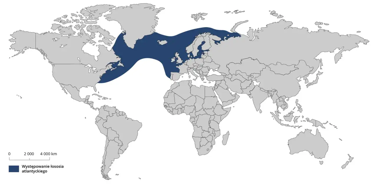 Mapa świata z zaznaczonym obszarem występowania łososia atlantyckiego: od wschodniej Kanady, przez Grenlandię, Islandię, Wielką Brytanię, Skandynawię, po północno-zachodnią Rosję.