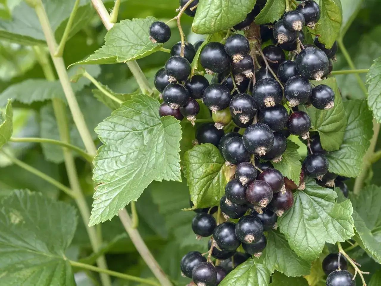 Reife Johannisbeeren h&auml;ngen an einem Strauch. Perfekt f&uuml;r Johannisbeeren pflanzen im eigenen Garten.