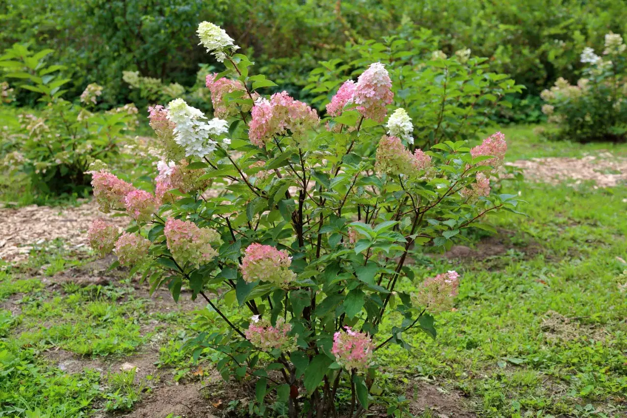 Un arbuste d'hortensia paniculé aux fleurs roses et blanches, planté dans une terre pour hortensia.