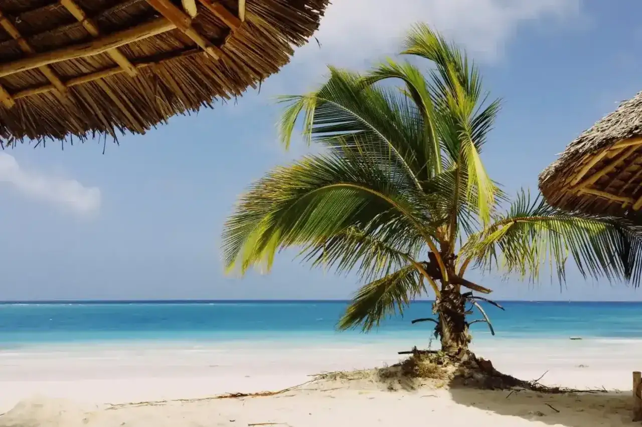 Palma na plaży, turkusowe morze i słomiane dachy. Idealne miejsce na wakacje, warto sprawdzić Zanzibar ceny.