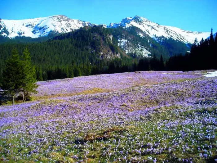 Dolina Chochołowska krokusy w maju Tatry