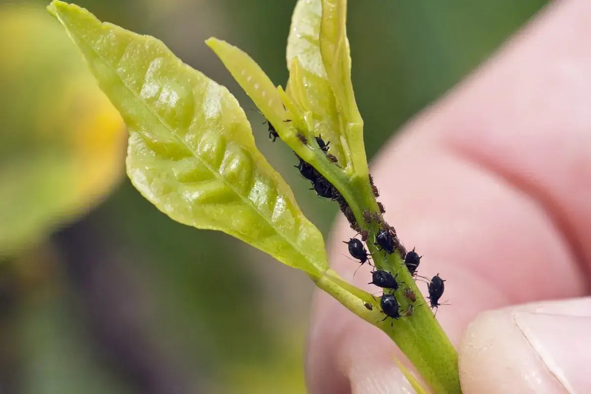 Un ramo verde con foglie tenere è infestato da numerosi acari neri visibili, che si aggrappano al fusto e alle foglie.