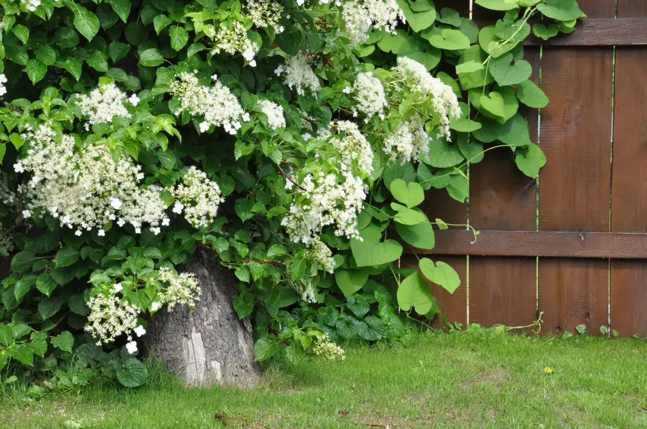 Une plante grimpante ombre, avec de belles grappes de fleurs blanches, s'enroule autour d'un tronc d'arbre et grimpe sur une cl&ocirc;ture en bois.