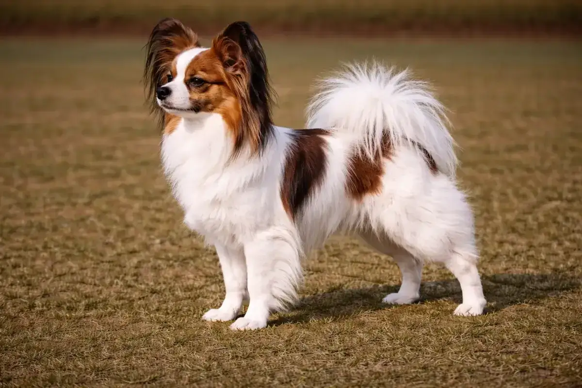 Ein eleganter kurzhaar Papillon Hund steht auf einer Wiese. Sein Fell ist weiß mit braunen Flecken und seine Ohren sind aufmerksam aufgestellt.