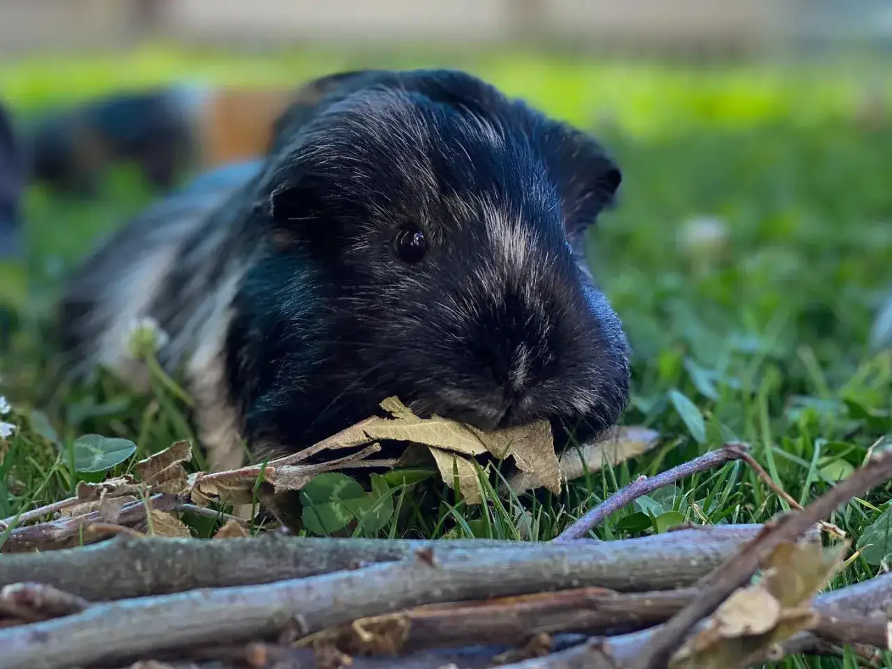 Ein schwarz-wei&szlig; geflecktes Ahorn Meerschweinchen liegt im Gras und knabbert an einem Blatt.