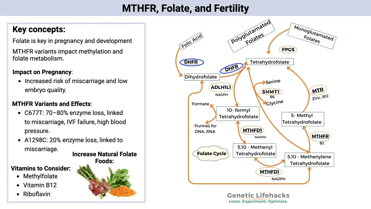 Schema del metabolismo del folato, con enfasi su mutazione MTHFR in omozigosi e impatto sulla fertilit&agrave;.
