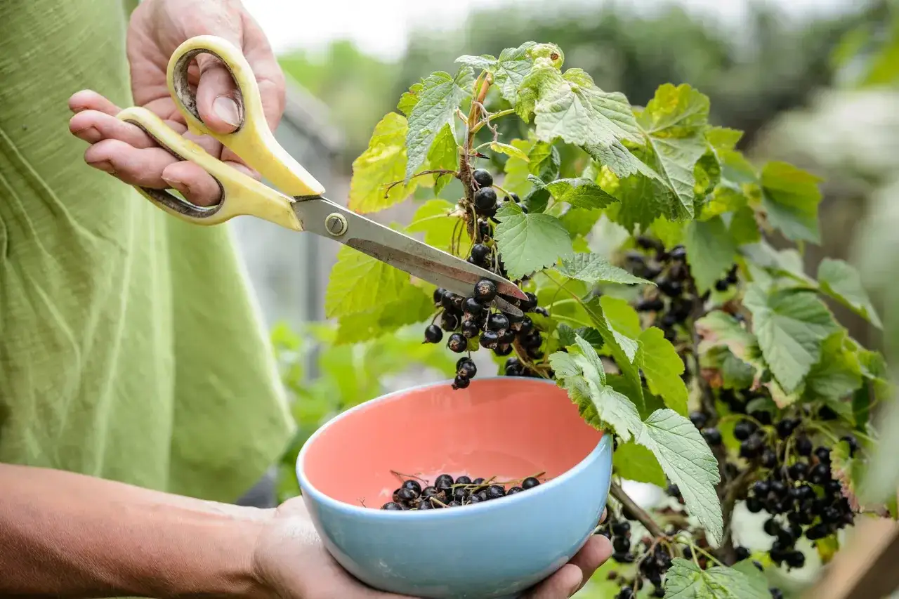 Hände ernten mit einer Schere reife schwarze Johannisbeeren in eine Schüssel.