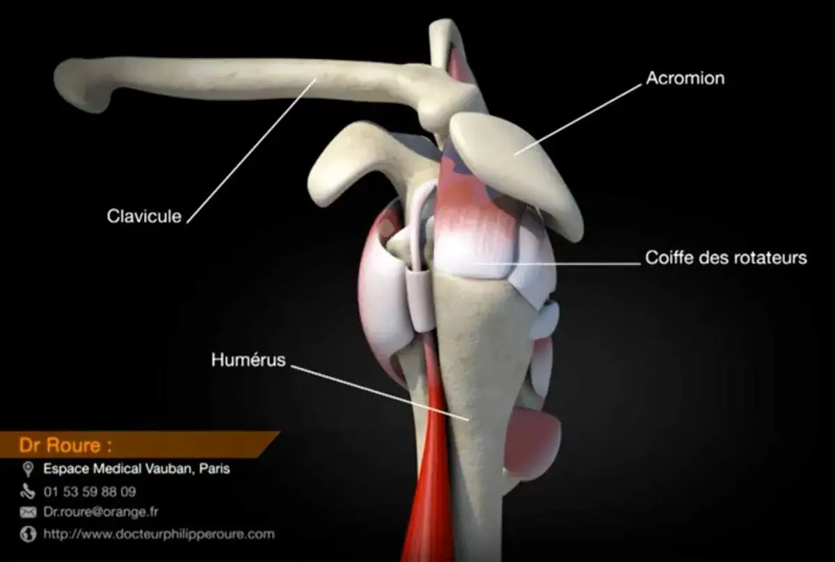Anatomie de l'épaule, utile pour soigner tendinite épaule. Clavicule, humérus, coiffe des rotateurs.