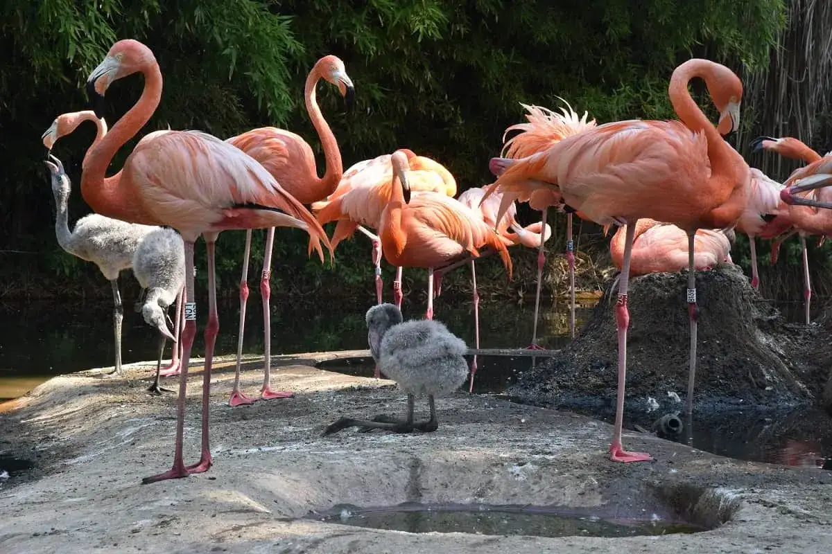 Eine Gruppe rosafarbener Flamingos und ein flauschiges K&uuml;ken stehen auf einem Felsen im Barcelona Zoo.