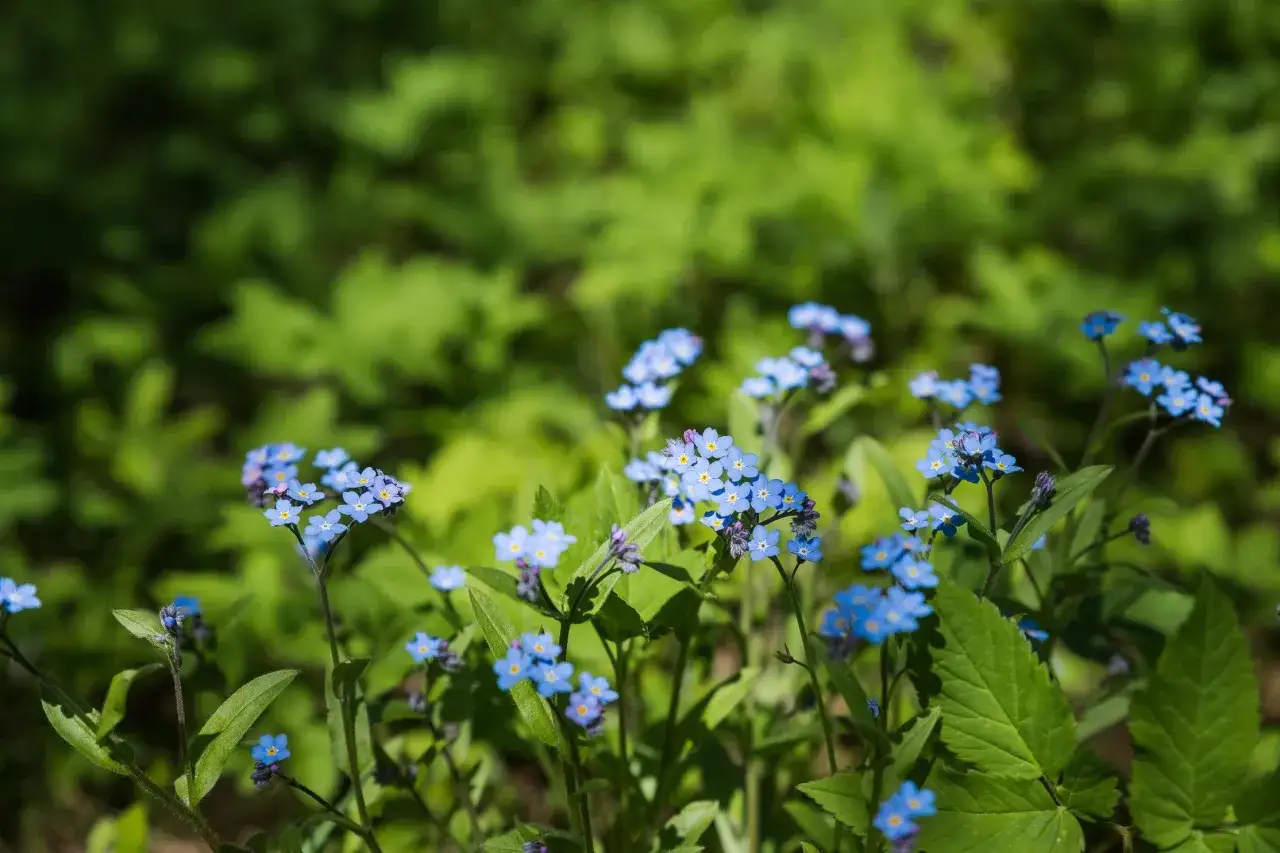 En grupp små, blå blommor, en perenn, lyser upp den gröna skogen.