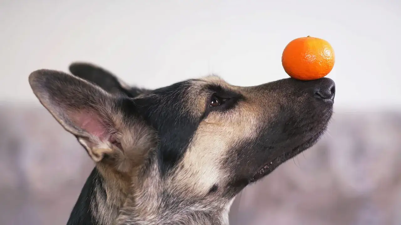 Ein Hund balanciert eine Mandarine auf seiner Nase. Er wartet geduldig, ob er sie essen darf.