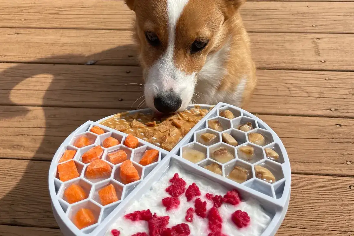 Corgi wącha tackę z jedzeniem. Czy pies może jeść daktyle? Na tackce są marchewki, banany, maliny i coś przypominającego masło orzechowe.