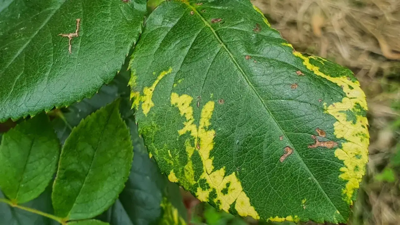 Feuille de rosier atteinte par un virus mosaïque. Des taches jaunes et brunes marquent la feuille, signe d'une maladie virale. Le traitement est complexe.