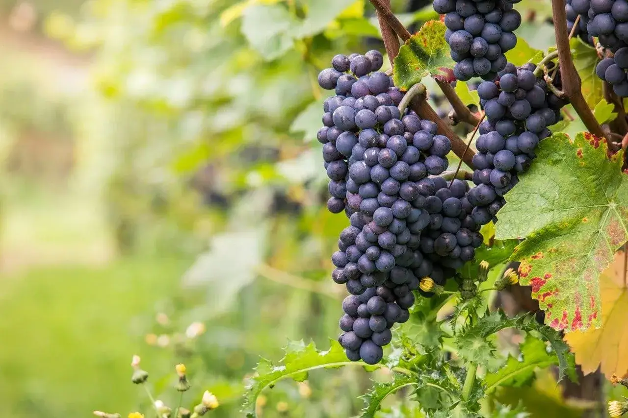 Grappes de pinot noir mûres, aux caractéristiques typiques de la variété, prêtes à être récoltées dans un vignoble verdoyant.