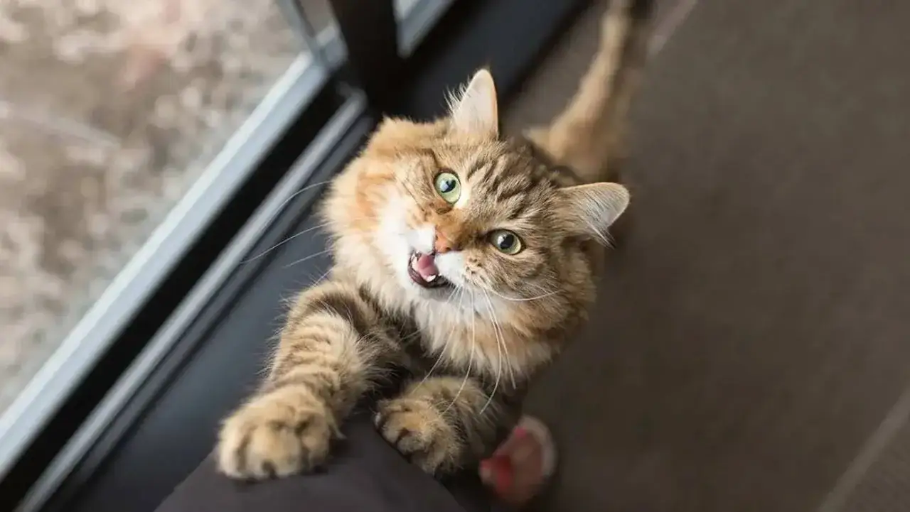 Gato marr&oacute;n con ojos verdes, maullando fuerte. Parece que mi gato maulla mucho por la noche, pidiendo atenci&oacute;n.