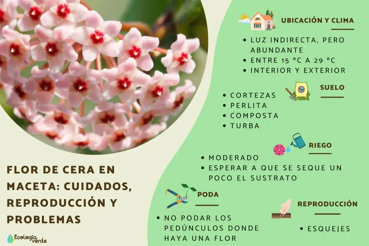 Racimo de flores de hoya carnosa, con consejos de cuidado, riego y reproducci&oacute;n.