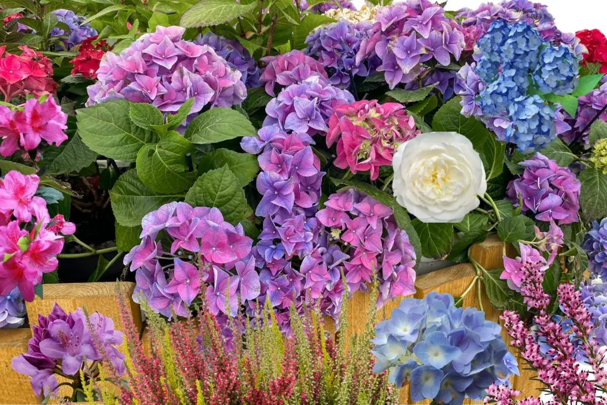 Un jardín lleno de hortensias moradas, rosas y azules, junto a azaleas y brezos. Un oasis de plantas acidófilas.