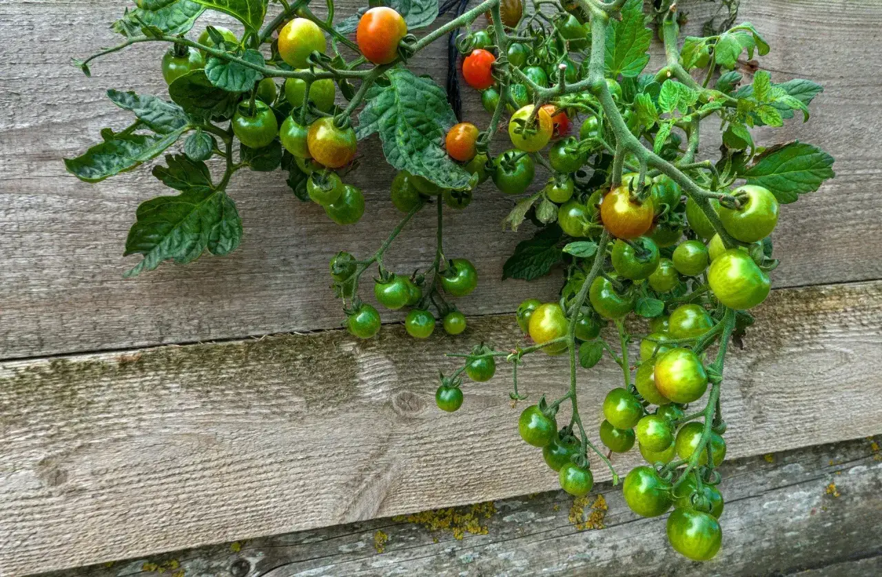 Krzewy pomidorów z zielonymi i dojrzewającymi owocami, wiszące na drewnianej ścianie. Udana uprawa pomidorów w pełni sezonu.