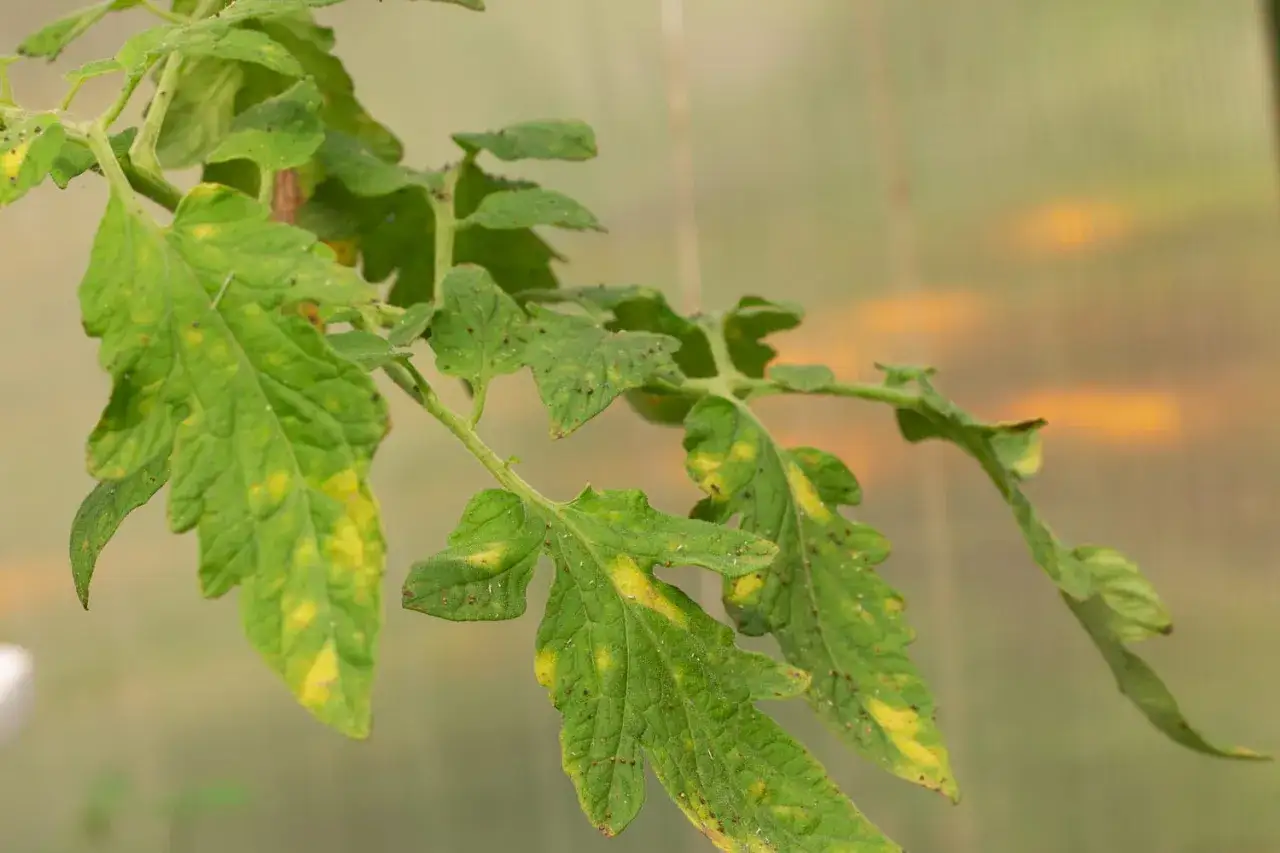 Feuilles de tomate atteintes de taches jaunes, signe d'une maladie ou d'une carence.