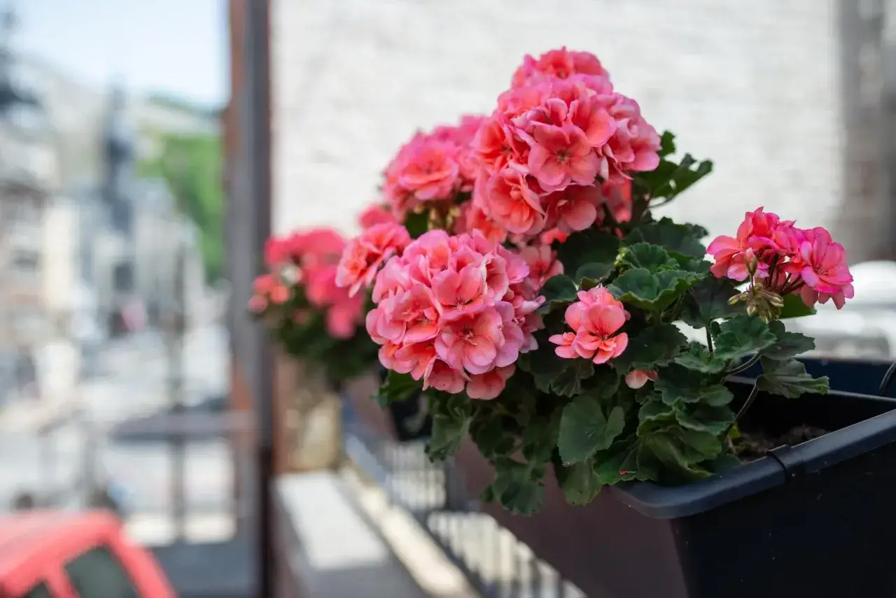 Piękne, różowe pelargonie w skrzynce balkonowej, które z pewnością skorzystały z domowego nawozu do pelargonii.