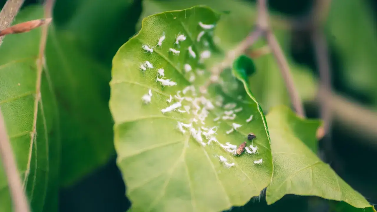 Buchenhecke krankheiten: Blattläuse befallen ein grünes Blatt, das von ihnen übersät ist.