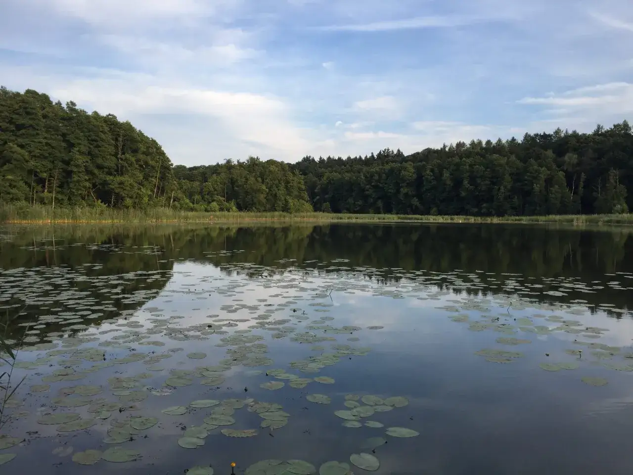 Spokojne jezioro Głębocko Opolskie otoczone gęstym lasem, z licznymi liliami wodnymi na powierzchni.