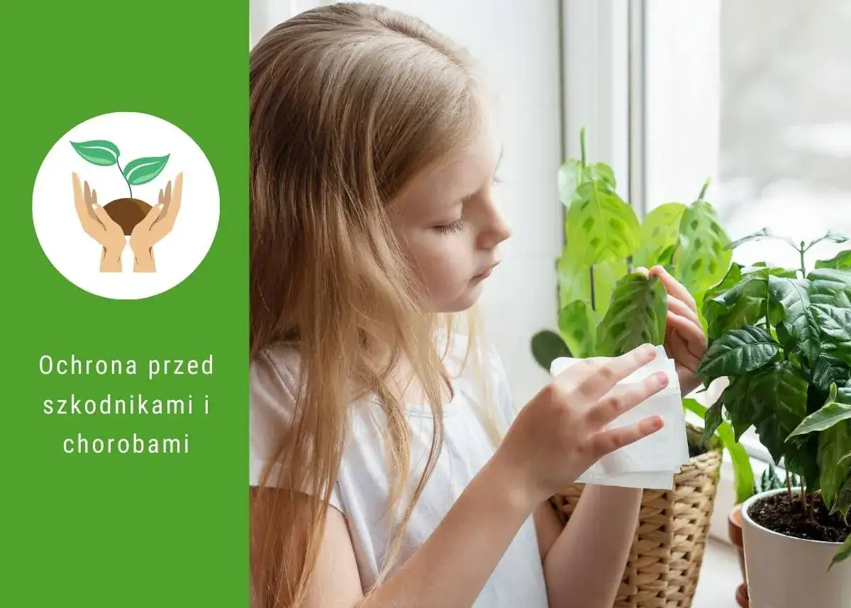 Dziewczynka delikatnie czyści liście rośliny, dbając o ich zdrowie. Może to być część pielęgnacji, kt&oacute;ra zapobiega szkodnikom i chorobom, np. przy użyciu **saprol oprysk**.