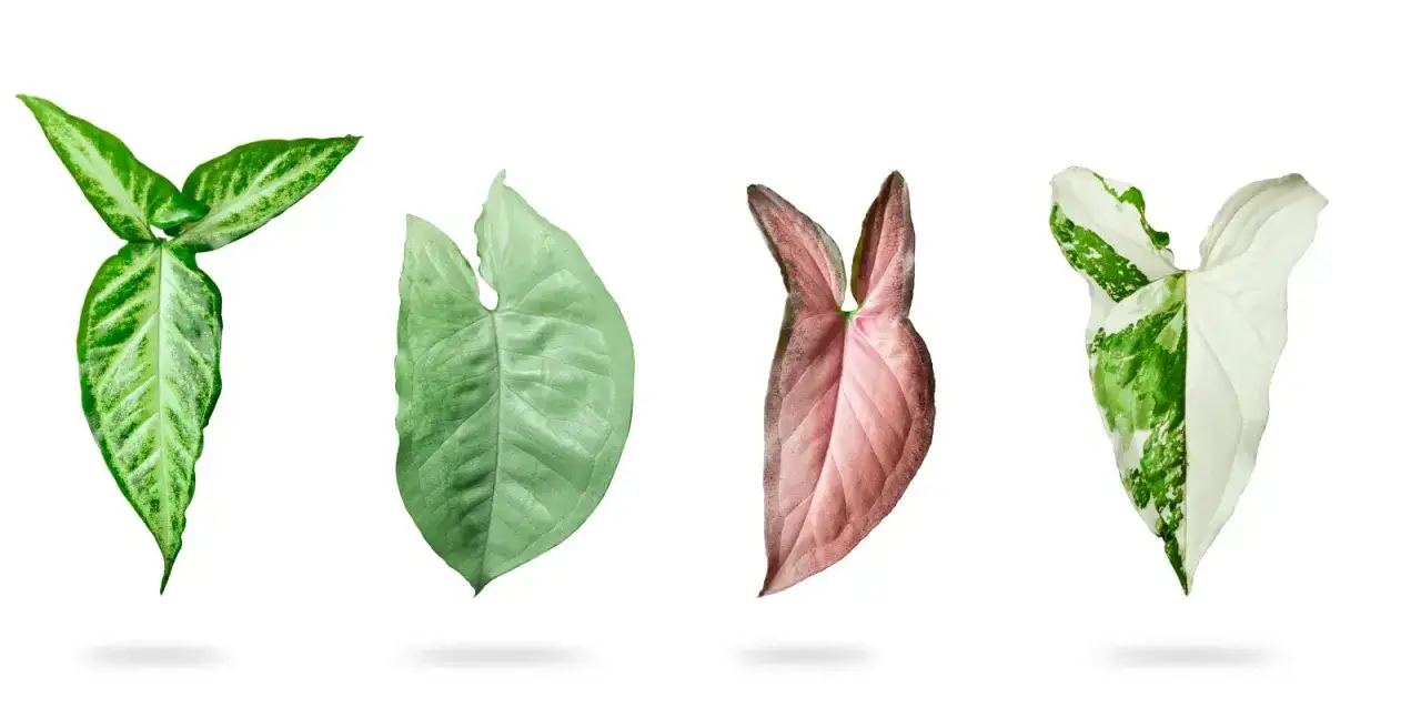 Różnorodne syngonium odmiany: zielone, pastelowo-zielone, różowe i biało-zielone, prezentujące piękno liści.
