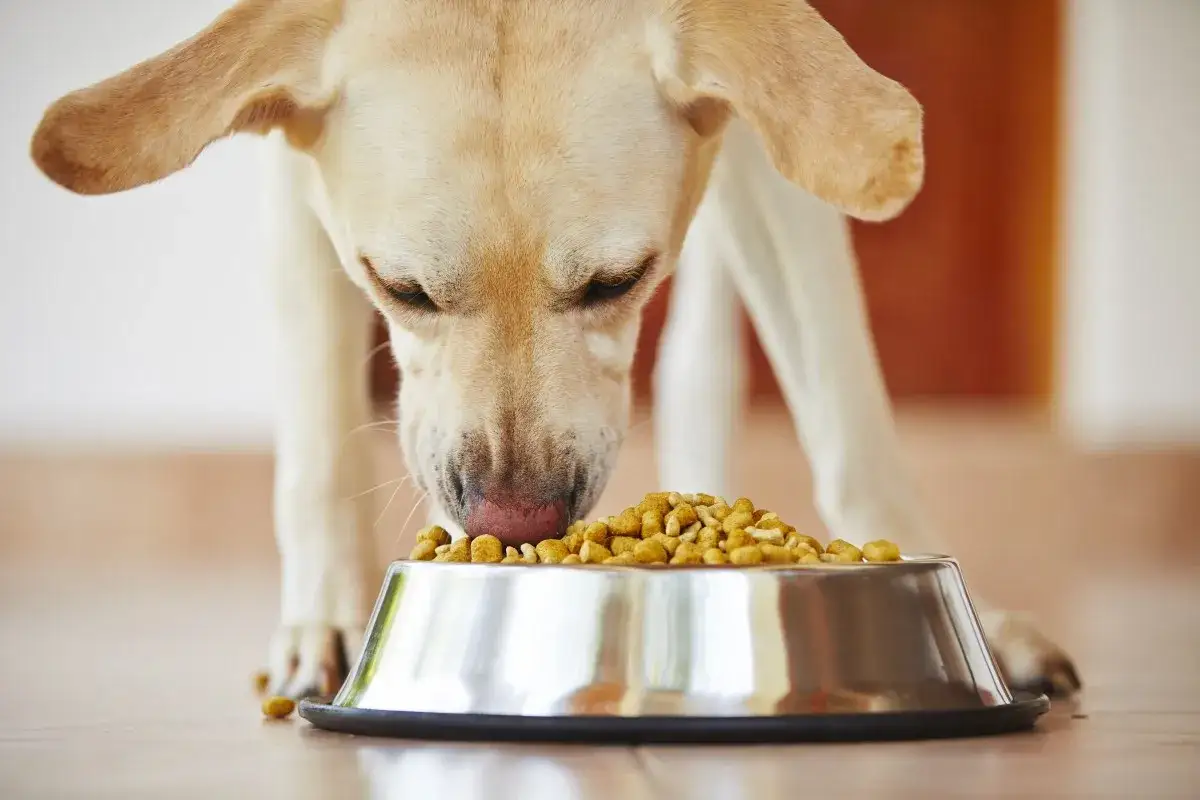 A yellow lab eagerly eats from a bowl of kibble, prompting the question: can dogs eat quinoa?