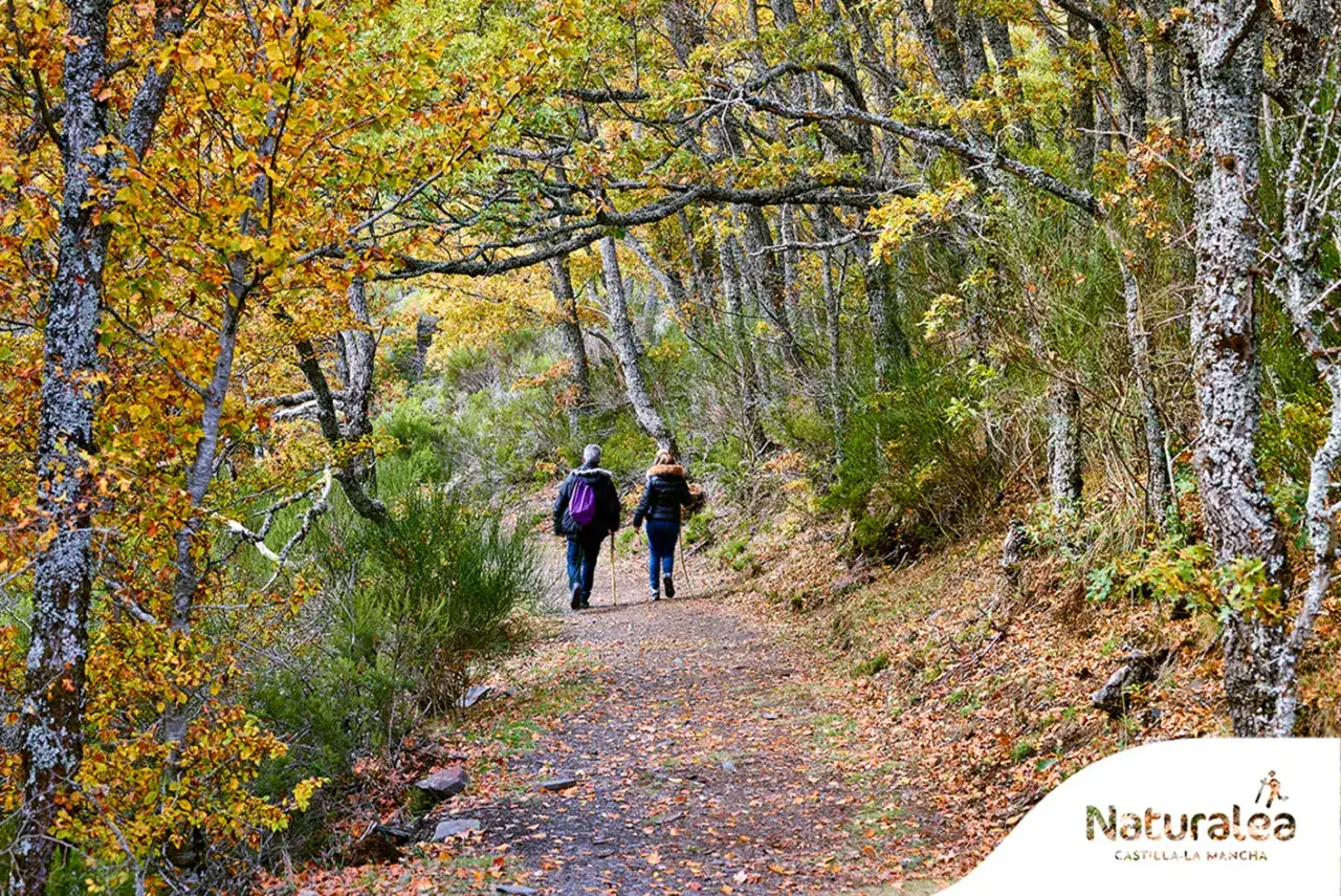 Senderos otoñales en el parque natural de la Sierra Norte de Guadalajara. Dos personas caminan por un sendero cubierto de hojas secas, rodeadas de árboles con follaje dorado y verde.