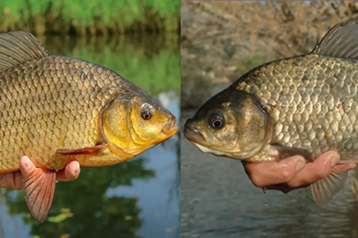 Zwei Giebel (Fische) werden von H&auml;nden gehalten, die K&ouml;pfe einander zugewandt.