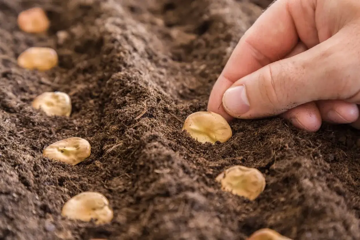 Main d'une personne plantant des f&egrave;ves dans la terre. D&eacute;but d'une plantation de f&egrave;ves prometteuse.