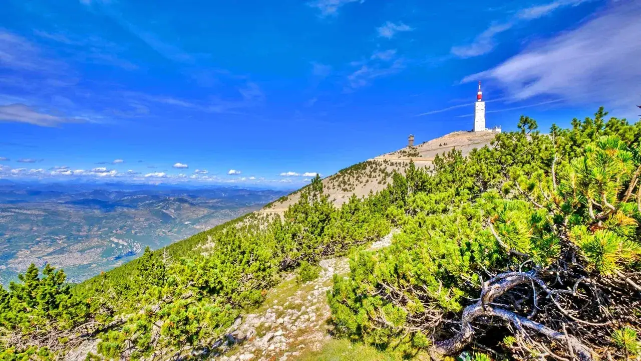 Vue panoramique du Mont Ventoux, avec sa tour embl&eacute;matique. La mont&eacute;e est bord&eacute;e de pins verdoyants sous un ciel bleu &eacute;clatant.