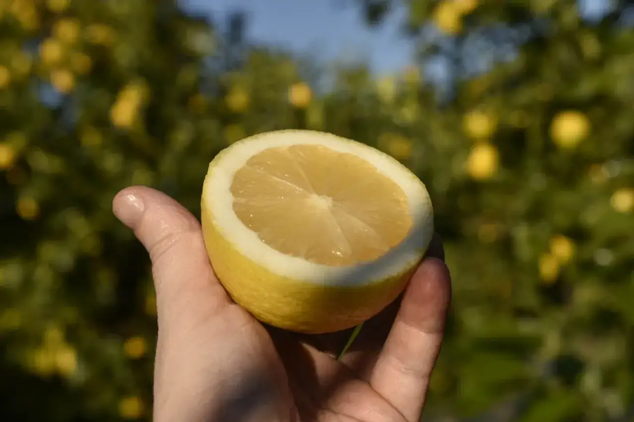 Hand h&auml;lt eine halbe Zitrone vor einem Zitronenbaum. Perfekt, um Zitronen zu lagern und den Sommer zu genie&szlig;en.